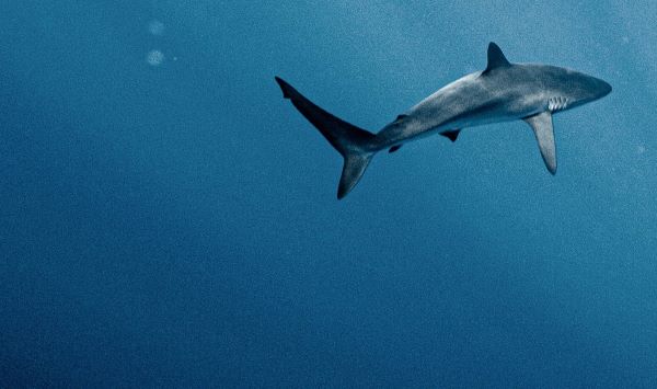 Requin